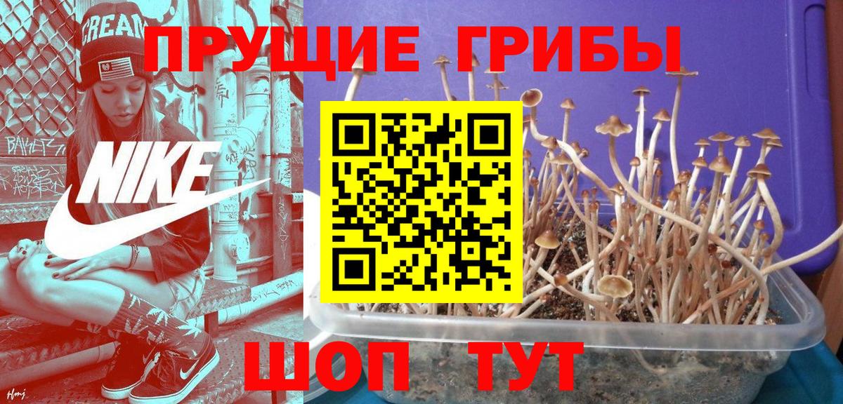 Торжок  Галлюциногенные грибы GOLDEN TEACHER  Вход с VPN 